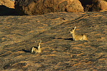 Klipspringer (Oreotragus oreotragus) pair laying in the sun, Augrabies, Northern Cape, South Africa