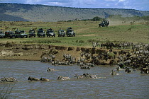 Blue Wildebeest (Connochaetes taurinus) and Burchell's Zebra (Equus burchellii) migration across a river as tourists watch from vehicles, Masai Mara National Reserve, Kenya