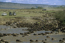 Blue Wildebeest (Connochaetes taurinus) and Burchell's Zebra (Equus burchellii) migration across a river as tourists watch from vehicles, Masai Mara National Reserve, Kenya