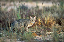 African Wild Cat (Felis lybica) crouching in the grass, Kalahari, South Africa