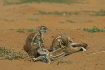 Striped Ground Squirrel (Xerus erythropus), Kgalagadi Transfrontier Park, South Africa