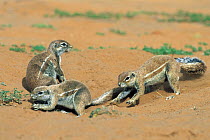 Striped Ground Squirrel (Xerus erythropus) playing around burrow, Kgalagadi Transfrontier Park, South Africa