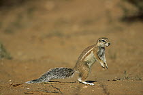 Striped Ground Squirrel (Xerus erythropus) standing, Kgalagadi Transfrontier National Park, South Africa