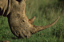 White Rhinoceros (Ceratotherium simum) grazing, Kwa, Zulu Natal, South Africa