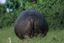 Hippopotamus (Hippopotamus amphibius) backside, summer, Chobe River, Chobe National Park, Botswana