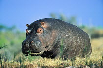 Hippopotamus (Hippopotamus amphibius) summer, Chobe River, Chobe National Park, Botswana