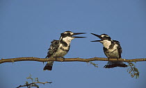 Pied Kingfisher (Ceryle rudis) pair perching, Chobe River, Caprivi Strip, Namibia