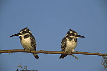 Pied Kingfisher (Ceryle rudis) pair perching, Chobe River, Caprivi Strip, Namibia