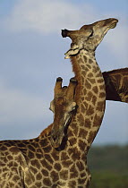 South African Giraffe (Giraffa giraffa giraffa) males fighting, also called necking, Phinda Game Reserve, South Africa
