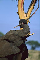 African Elephant (Loxodonta africana) feeding on bark of Knobthorn Acacia (Acacia nigrescens), Londolozi Game Reserve, Sabi Sands Private Game Reserve, South Africa