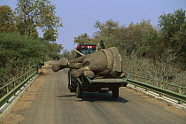 African Elephant (Loxodonta africana) being relocated by truck, from Kruger National Park, South Africa to Mozambique
