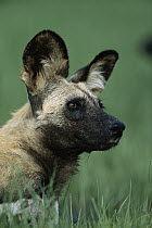 African Wild Dog (Lycaon pictus) portrait in summer, Savuti, Chobe National Park, Botswana