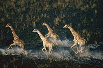 Southern Giraffe (Giraffa giraffa) four running across wetland, Okavango Delta, Botswana