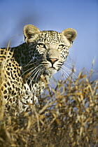 Leopard (Panthera pardus) male in winter, Malamala Game Reserve, South Africa