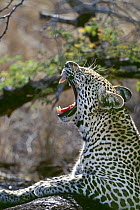Leopard (Panthera pardus) male yawning in winter, Malamala Game Reserve, South Africa