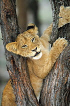 African Lion (Panthera leo) cub climbing tree, Sabi Sand Game Reserve, South Africa