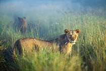 African Lion (Panthera leo), African Lioness in the dawn mist in summer, South Africa