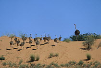 Ostrich (Struthio camelus) male and young on sand dune, Kalahari, South Africa