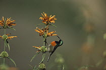 Greater Double-collared Sunbird (Nectarinia afra) feeding, Gauteng, South Africa