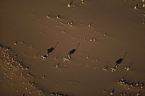 Ostrich (Struthio camelus) walking as their shadows stretch across the sand, South Africa