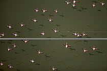 Lesser Flamingo (Phoenicopterus minor) aerial view of a flock, Kenya