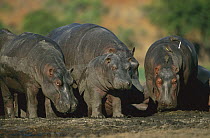Hippopotamus (Hippopotamus amphibius) standing at the Khwai River, Botswana