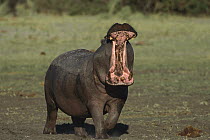 Hippopotamus (Hippopotamus amphibius), Khwai River, Botswana