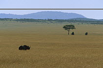 Black Rhinoceros (Diceros bicornis) alone on the plains, Masai Mara, Kenya