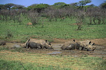 White Rhinoceros (Ceratotherium simum) group wallowing in mud, South Africa