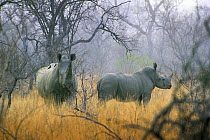 White Rhinoceros (Ceratotherium simum) in the mist, South Africa