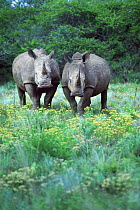 White Rhinoceros (Ceratotherium simum), Phinda Game Reserve, South Africa