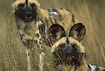 African Wild Dog (Lycaon pictus) two adults, De Wildt Game Park, South Africa