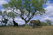 African Elephant (Loxodonta africana) one reaching fro food from the trees with it's trunk, Morenti Wildlife Preserve, Botswana