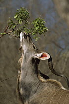 Greater Kudu (Tragelaphus strepsiceros) reaching up to feed from a tree, Londolozi, Sabi Sand Game Reserve, South Africa