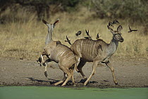 Greater Kudu (Tragelaphus strepsiceros) startled female pair and oxpeckers at waterhole, Kruger National Park, South Africa