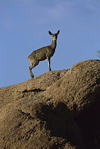Klipspringer (Oreotragus oreotragus) standing on a rock, summer, Augrabies Falls Park, South Africa
