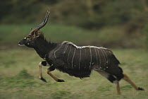 Nyala (Tragelaphus angasii) male running, summer, South Africa