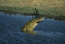 Nile Crocodile (Crocodylus niloticus) swallowing a goose, summer, Okavango, Botswana