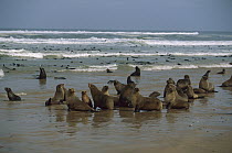 Cape Fur Seal (Arctocephalus pusillus) colony on beach and in the water, Skeleton Coast National Park, Namibia