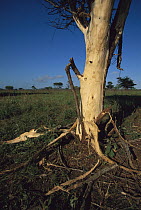 Acacia (Acacia sp) stripped of bark by feeding elephants, Phinda Game Reserve, South Africa