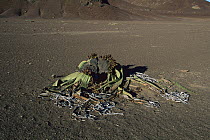 Welwitschia (Welwitschia mirabilis) plant, Namib Desert, Namibia