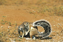 Striped Ground Squirrel (Xerus erythropus) pair, one using it's tail as shade, Kgalagadi Transfrontier Park, South Africa