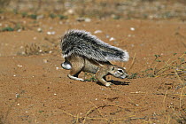 Striped Ground Squirrel (Xerus erythropus) using it's tail as shade, Kgalagadi Transfrontier Park, South Africa