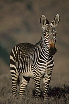 Mountain Zebra (Equus zebra) in winter, Mountain Zebra National Park, South Africa
