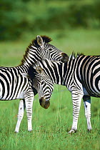 Burchell's Zebra (Equus burchellii), pair in summer, Itala Game Reserve, South Africa