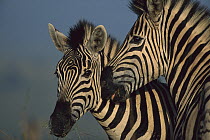 Burchell's Zebra (Equus burchellii), two in summer Itala Game Reserve, South Africa