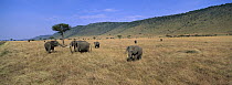 African Elephant (Loxodonta africana) herd in grassland with Oloololo Escarpment in background, Masai Mara National Reserve, Kenya