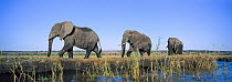 African Elephant (Loxodonta africana) bulls walking along Chobe River, Chobe National Park, Botswana