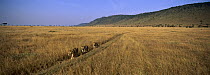 African Lion (Panthera leo) males walking through grassland with Oloololo Escarpment in background, Masai Mara National Reserve, Kenya