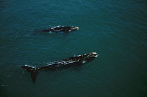 Southern Right Whale (Eubalaena australis) mother and calf surfacing, Plettenberg Bay, South Africa
